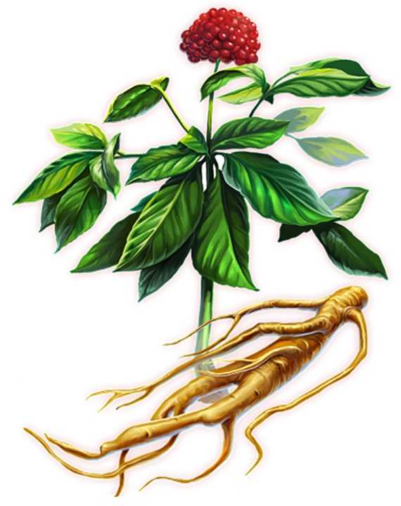 афродизиак - корень женьшеня