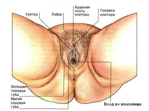 строение половых органов женщины